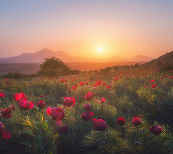 Joyful beginning пион