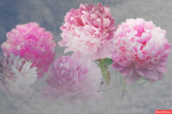 Кингсдейл пион