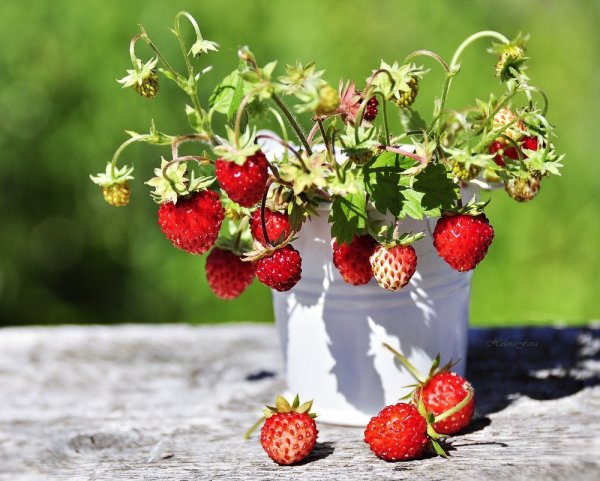 Варнава; Варнава-земляничник