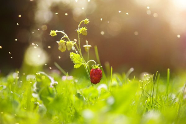 Букет земляники