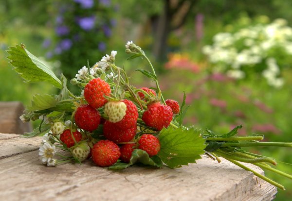 Земляника Дикая Лесная