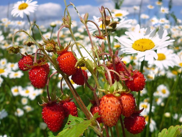 Малина летняя