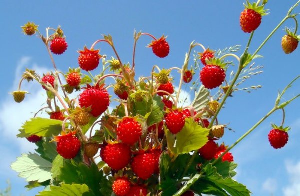 Луговые ягоды цветы