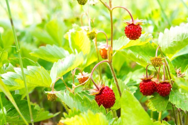 Лето в лукошке