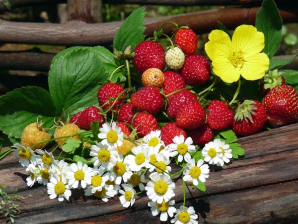 Пазубник ягода