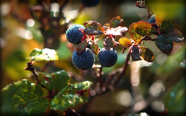 Земляника Лесная