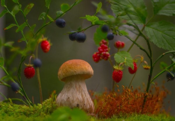 Природа ягоды