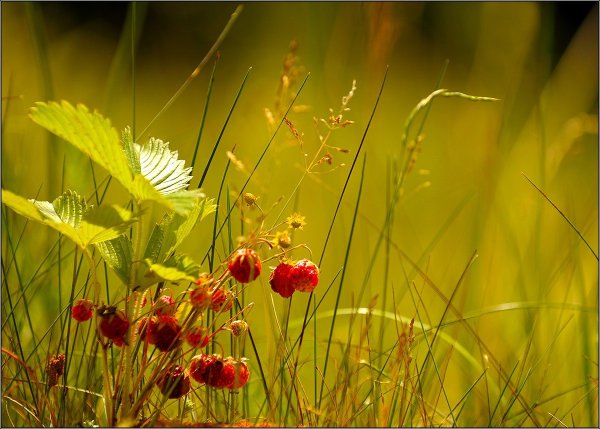 Малиновый лес