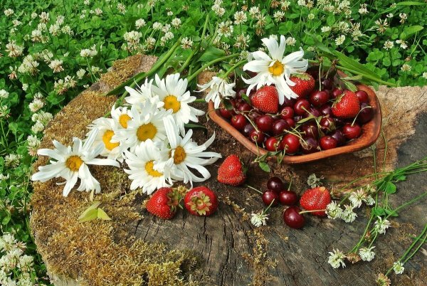 Лето природа ягоды