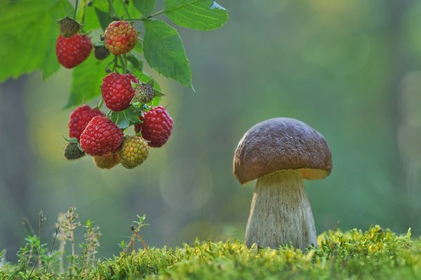 Летний букет с земляникой