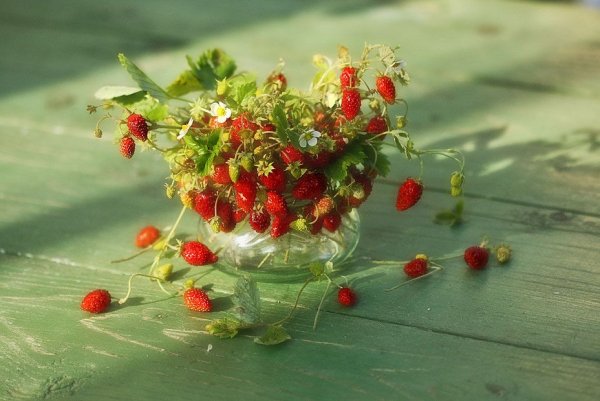 Ромашки и земляника