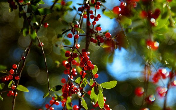 Брусника осенью в лесу