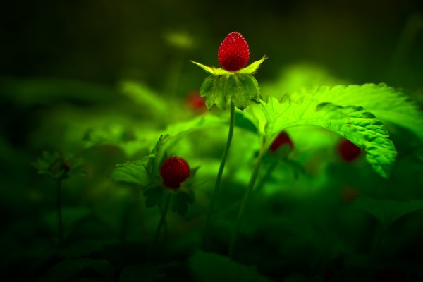 Земляника Лесная ремонтантная