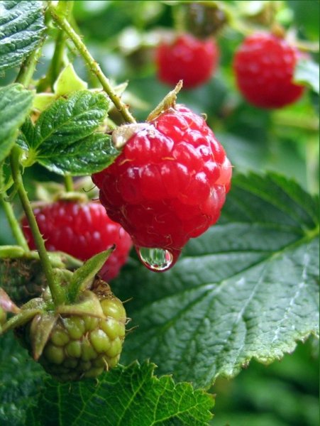 Травник земляника Лесная