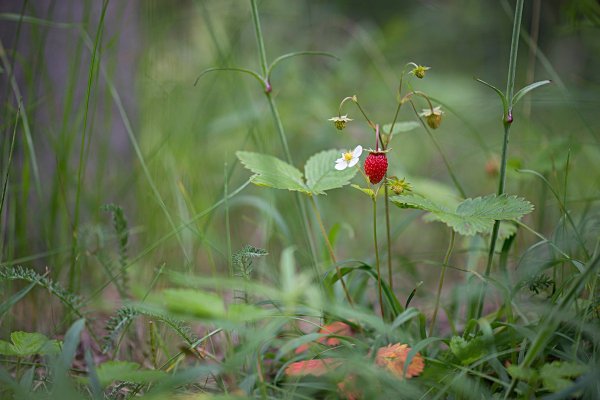 Земляничная Поляна Осинки