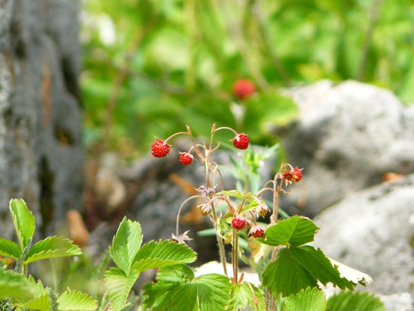 Земляника Лесная