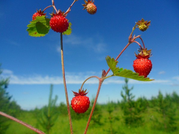 Земляничное лукошко Петрозаводск