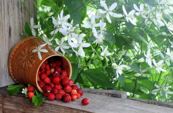 Ягоды после дождя