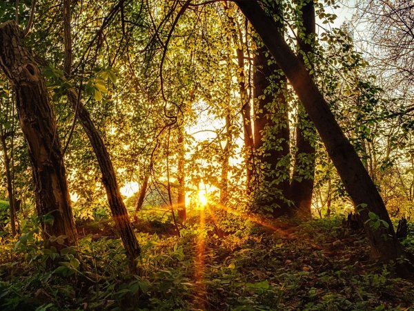 Лес Освещенный солнцем
