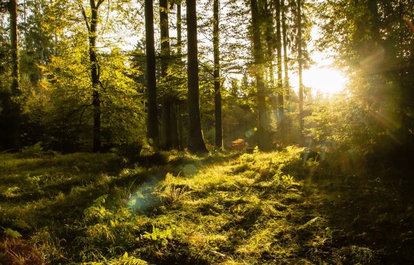 "Солнце в лесу"