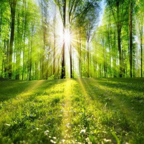 Закат над лесом