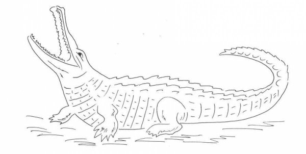 Раскраска крокодил Чуковский
