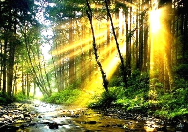 Лес ручей солнце