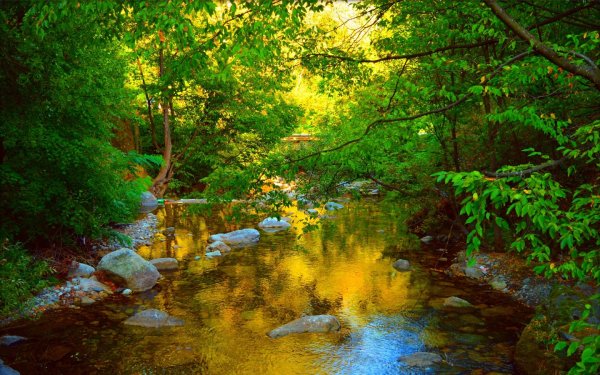 Лето лес ручей