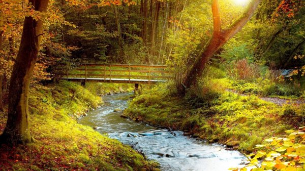 Осенний пейзаж с ручейком