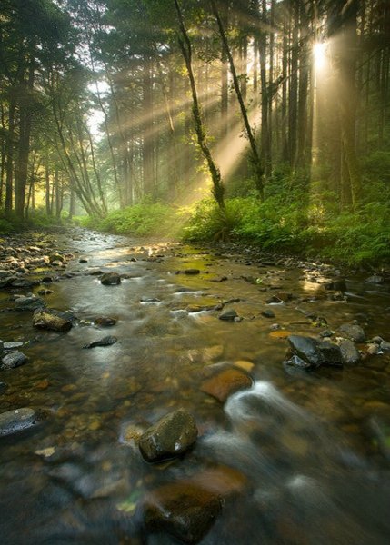 Речка в лесу