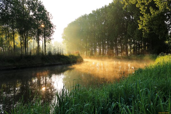 Лес река солнце