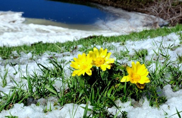 Весна ручейки солнце