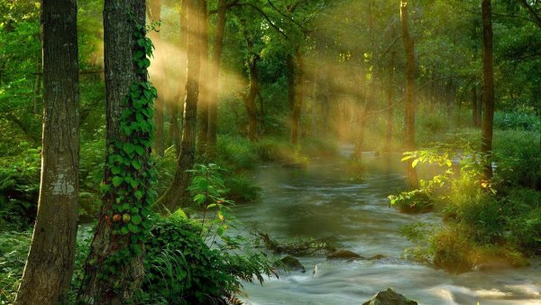 Прозрачный ручей