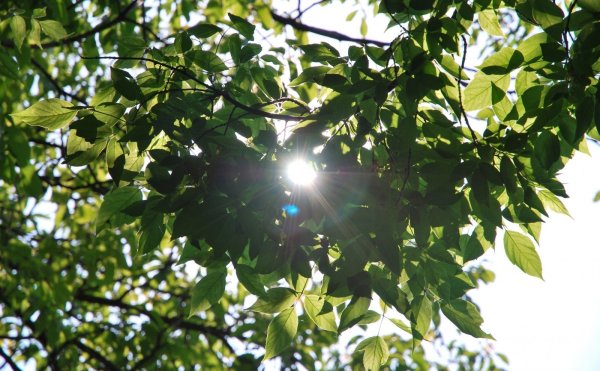 Солнце сквозь листву деревьев
