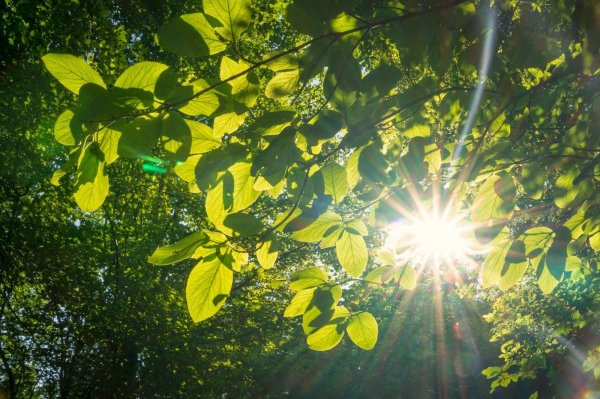 Солнце сквозь листья