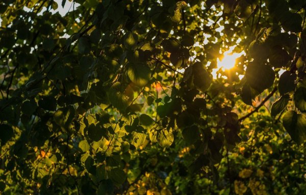 Солнечные лучи сквозь листву