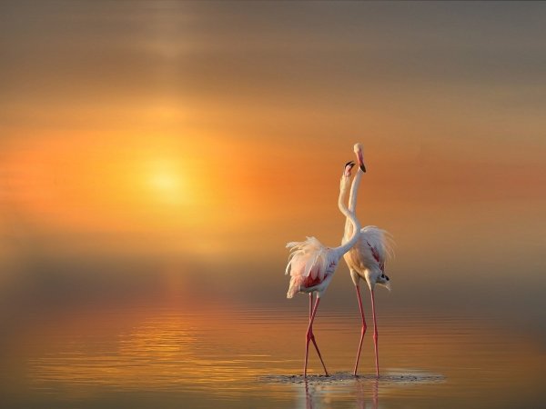 Журавли на Руси