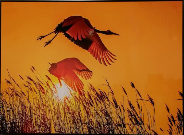 Журавли на закате
