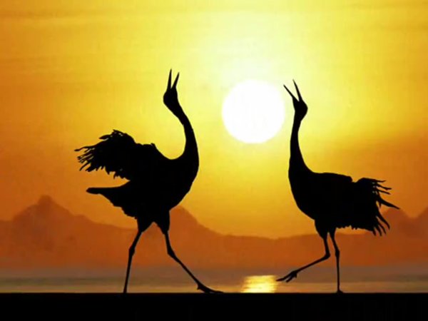 Журавль на фоне солнца