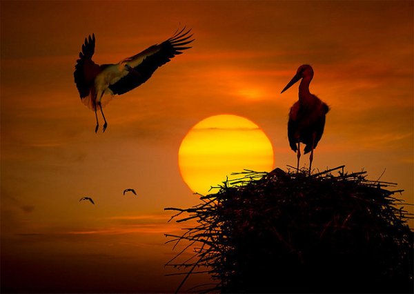 Журавли на рассвете