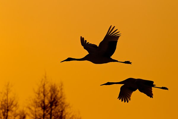 Журавли на рассвете