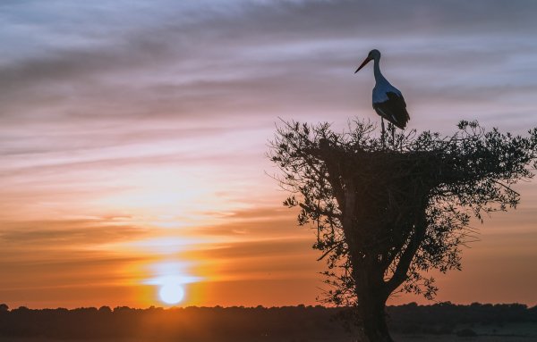 Птица летит