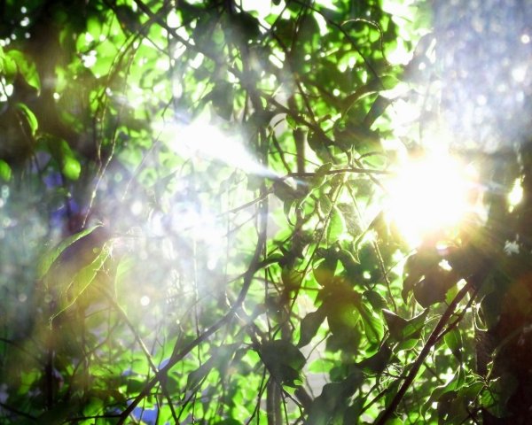 Утреннее солнце сквозь листву