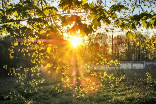 Солнце сквозь листву