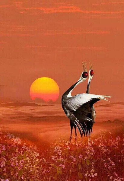 Закат над озером птицы