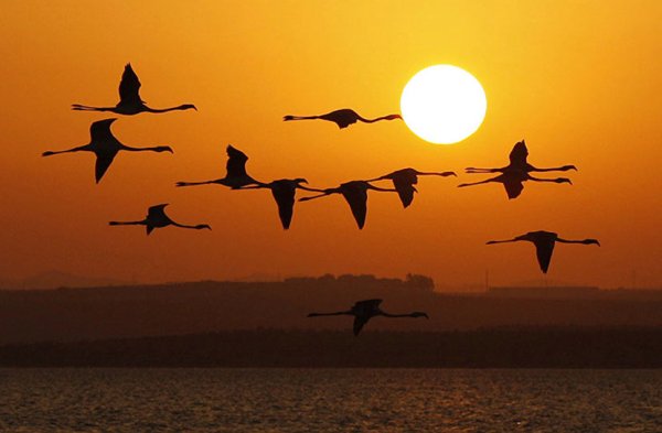 Красивая птица летит