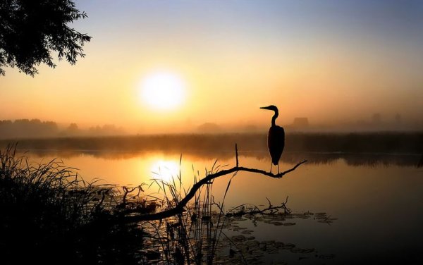 Журавли фен шуй