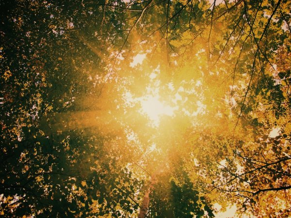 Солнце сквозь листву