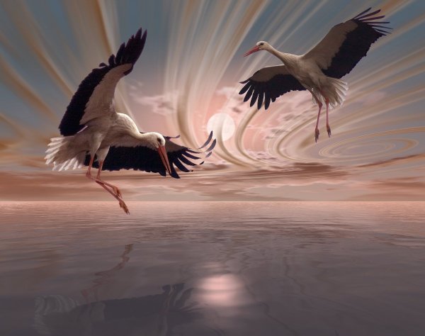 Одинокий журавль