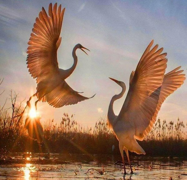 Картина птицы на закате